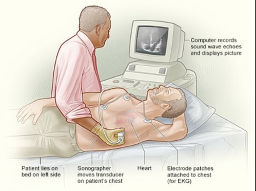 Cardiology 